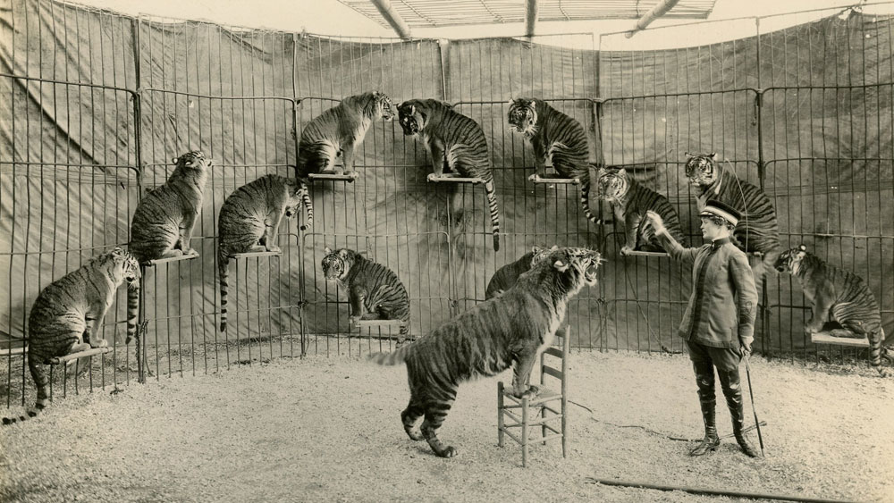 Mabel Stark Tiger Trainer Standing in the circus cage in uniform with twelve tigers on perches