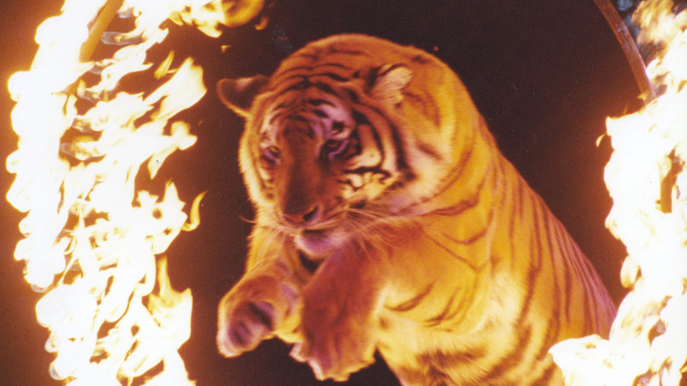 Mabel Stark Tiger Trainer Big cat at a modern circus jumping through a ring of fire